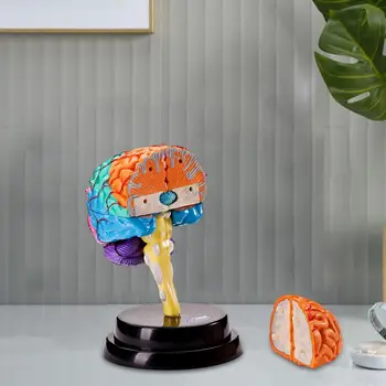Модель человеческого мозга Обучающая игрушка Модель для модели