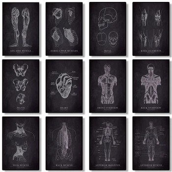 Художественное оформление анатомии человека, Медицинский декор стен, плакат, изображение Скелета, органа, мышечной системы, Винтажные эстетические плакаты, картина на холсте